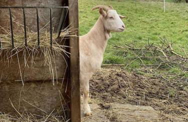 La Tsarine - Cottage - Château Le Bas Bleu - Foto 17