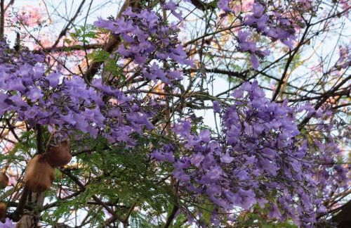 Relax nel verde- GioDaPi Palm - Foto 10