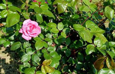 Anna Daniil Oasis Studios Skala Kallonis - Foto 46