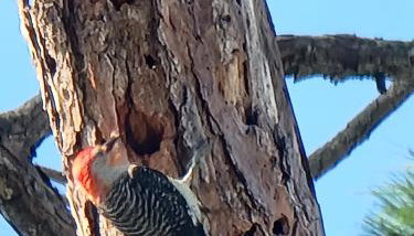 Camp St. Cabanas Unit 4 - Foto 5