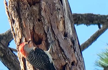 Camp St. Cabanas Unit 4 - Photo 5