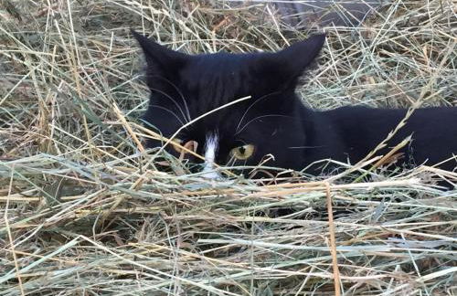 Ländliches HideAway zwischen Hamburg und Lübeck - Foto 15