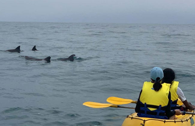 Dolphin View Kayak Tour - Foto 8