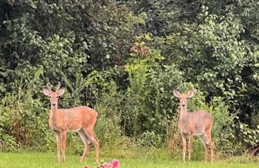 Wandering Whitetail Estate - Indiana Dunes - Valpo U - Pet Friendly - Foto 18