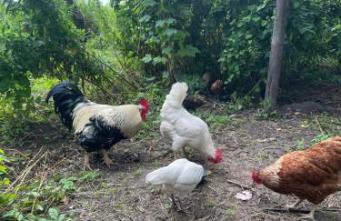 Komodiges Ferienhaus Küstennah - Foto 27