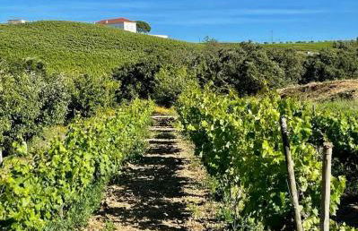 Maçussa Country House - Foto 34