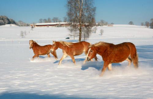 Ferienhof Off - Foto 7