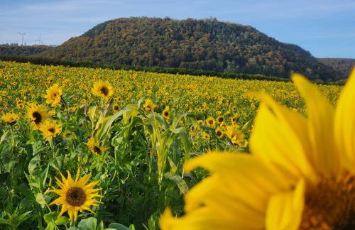 Ferienwohnung MW 4a bis 66 m2 Höxter Weserbergland Weser 1-2P 1SZi mBad 3-4P 2SZi m2Bäder Terrasse Wäsche Endreinigung Self CheckIn - Foto 53