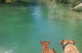 Águila Real - Photo 6