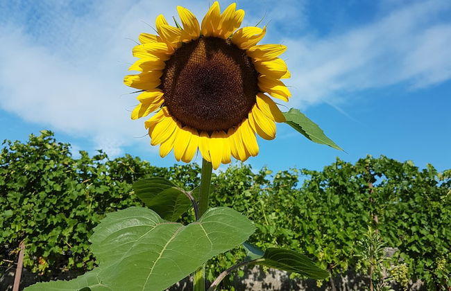 Casa Povo Vicino FBK e Università - Foto 17