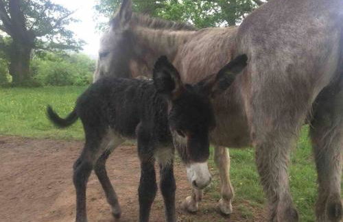 GITE URSUYA 3 étoiles de plain-pied idéalement situé - Foto 50