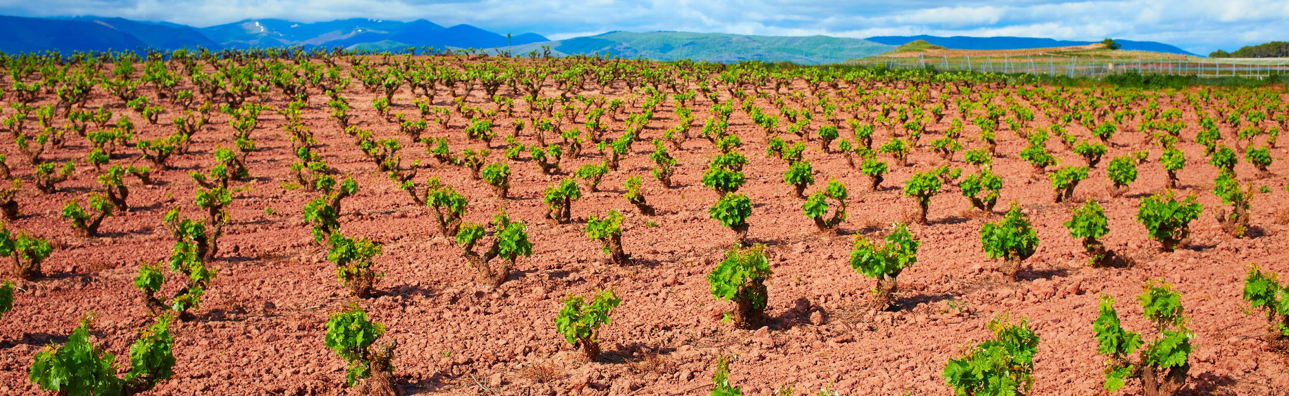 Visita guiada pelas adegas Viña Ijalba