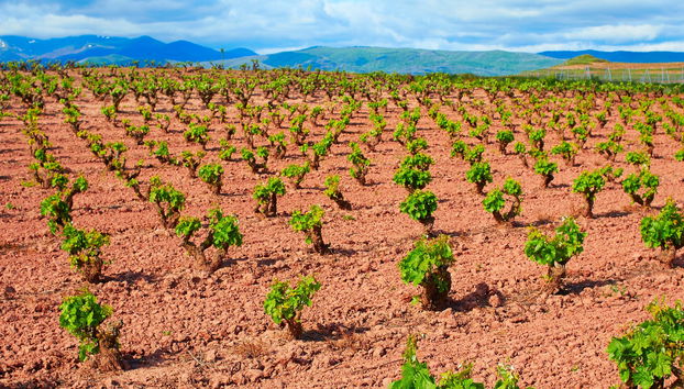 Viña Ijalba Winery Tour & Tasting - Foto 5