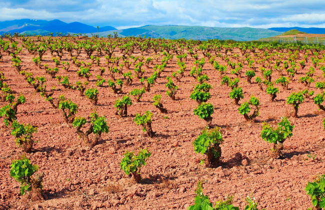 Viña Ijalba Winery Tour & Tasting - Photo 1