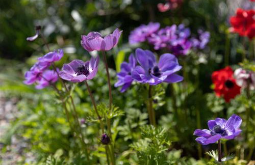 Cottage on the Hill - Foto 17