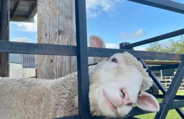 Willow Court Farm Studio East & Petting Farm, 8 mins to Legoland & Windsor, 15 mins to Lapland UK - Foto 23