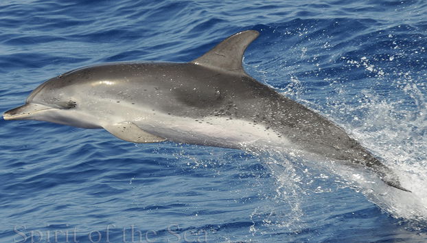 Spirit of the Sea cruise with transfer - Photo 3