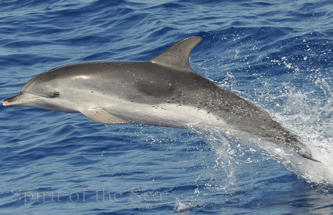 Spirit of the Sea cruise with transfer - Photo 3