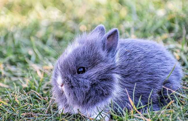 Skarlinówka - Foto 23