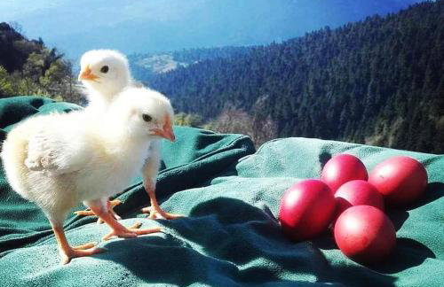 Escapade Luxury Residences - Foto 23