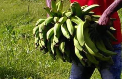 Berkey's Jungle Paradise - Photo 74