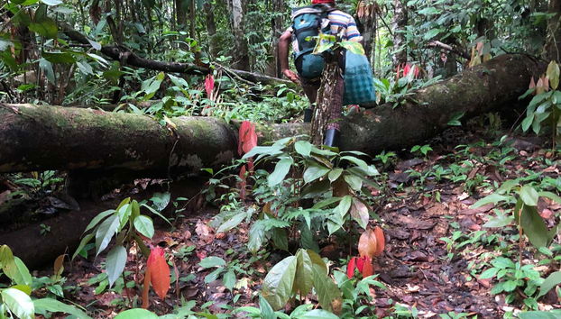 Trilha pela floresta