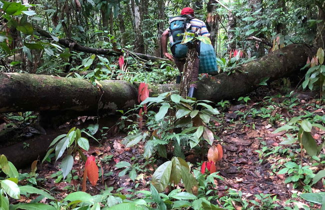 Trilha pela floresta amazônica - Foto 2