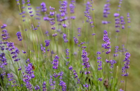 Vila Countryhouse Pijevci - Foto 58