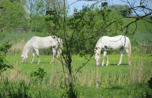 Historischer Davidshof - Mit dem Rad die Nordseehalbinsel erkunden - Foto 26