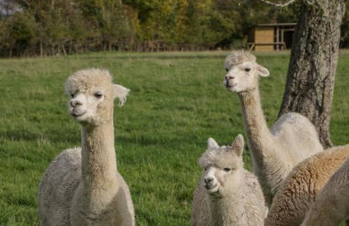 Phoenix House - Foto 48