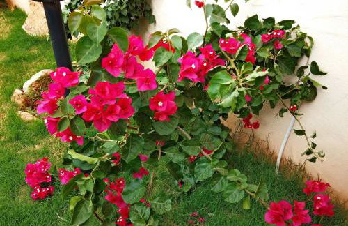 Il Fenicottero - Foto 32