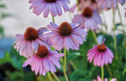 Ferienwohnung Tittmoning zwischen Burghausen und Salzburg - Foto 10