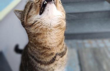 Dorfliebe Reicherstein - Foto 8