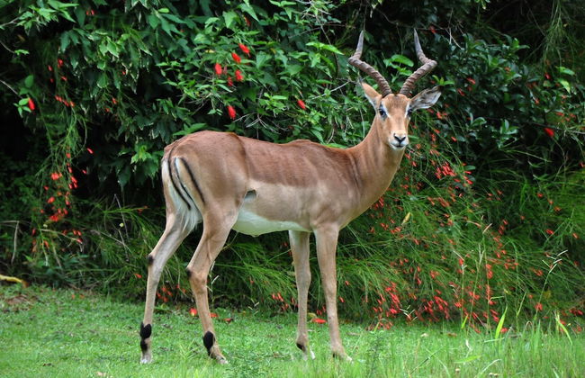 Kruger Park Lodge Unit 611 - Foto 30