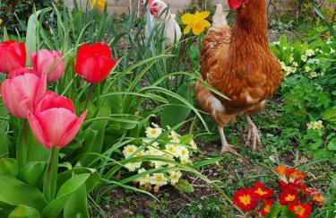 Beautiful 2 bedroom guest house with private pool in Lacock, Wiltshire - Foto 17