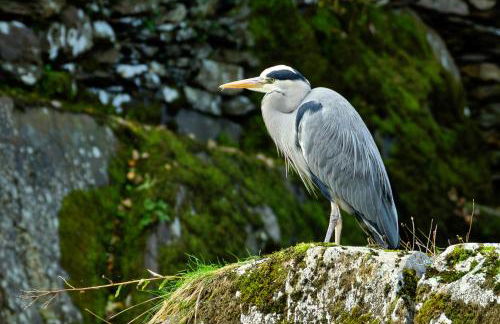 Finest Retreats - Bod Gwynedd - Foto 30