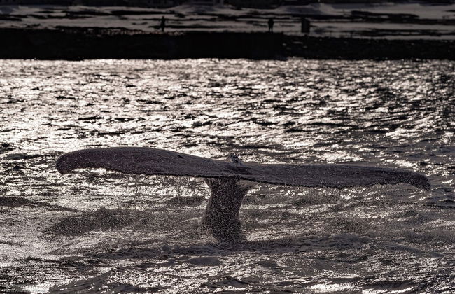 Ekker Island Arctic Lodge - Photo 48