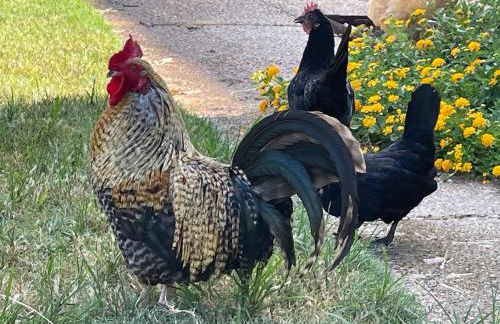 Hidden Meadow - rustic hideaway - Foto 41