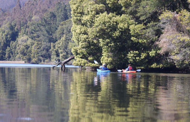 Kayaing Tour in The Valdivia River - Photo 8
