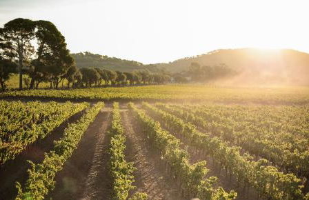 Domaine De Sigalous - Foto 54