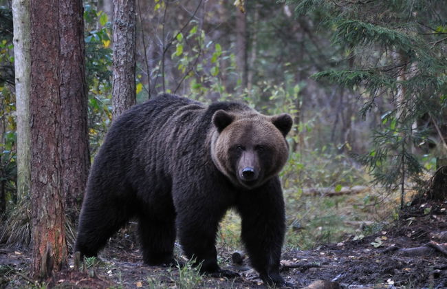 Bear Watching and Photography Hide - Foto 10