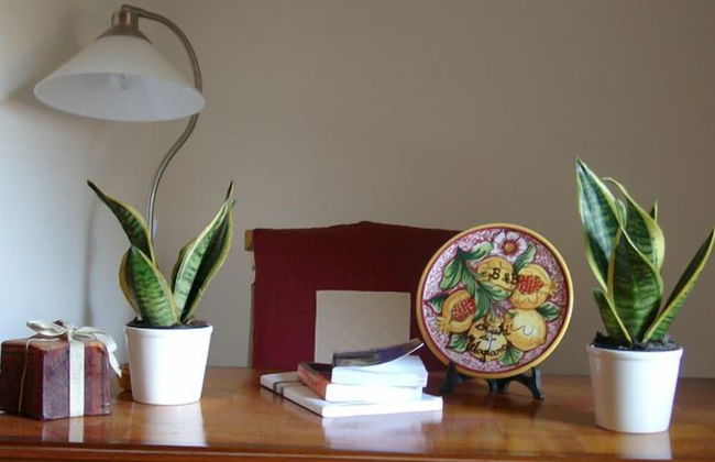 Chicchi di Melograno - Foto 23