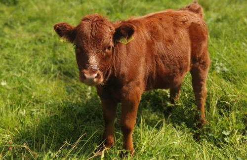 Hüttenwiesenhof Ketterer - Photo 22