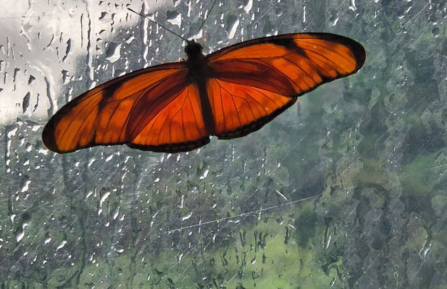 Glampling Nubes de Monteverde - Foto 74