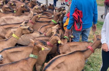 Edelweiss, Studio 5 pers, balcon sud est, vue sur les montagnes - Foto 75