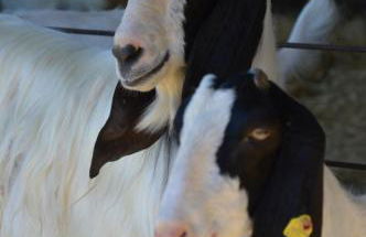 Azienda Agrituristica Caridà - Foto 39