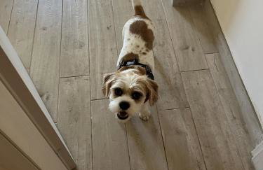 Grand F2 60mq centre Antibes, proche plages, commerces, 2 balcons, parking, train, bus, deco vintage, pet friendly - Foto 42