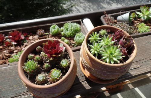 Am Waldrand - Foto 30