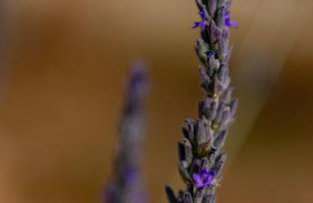 ONIRO Villas - Foto 41