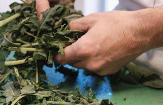 Tenuta Agriturismo La Borina - Foto 86